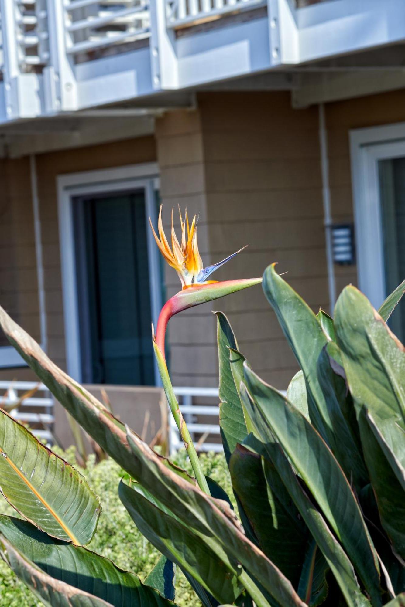Beach House Hotel At Hermosa Beach Extérieur photo